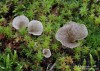 mecháček lopatkovitý (Houby), Arrhenia spathulata (Fungi)